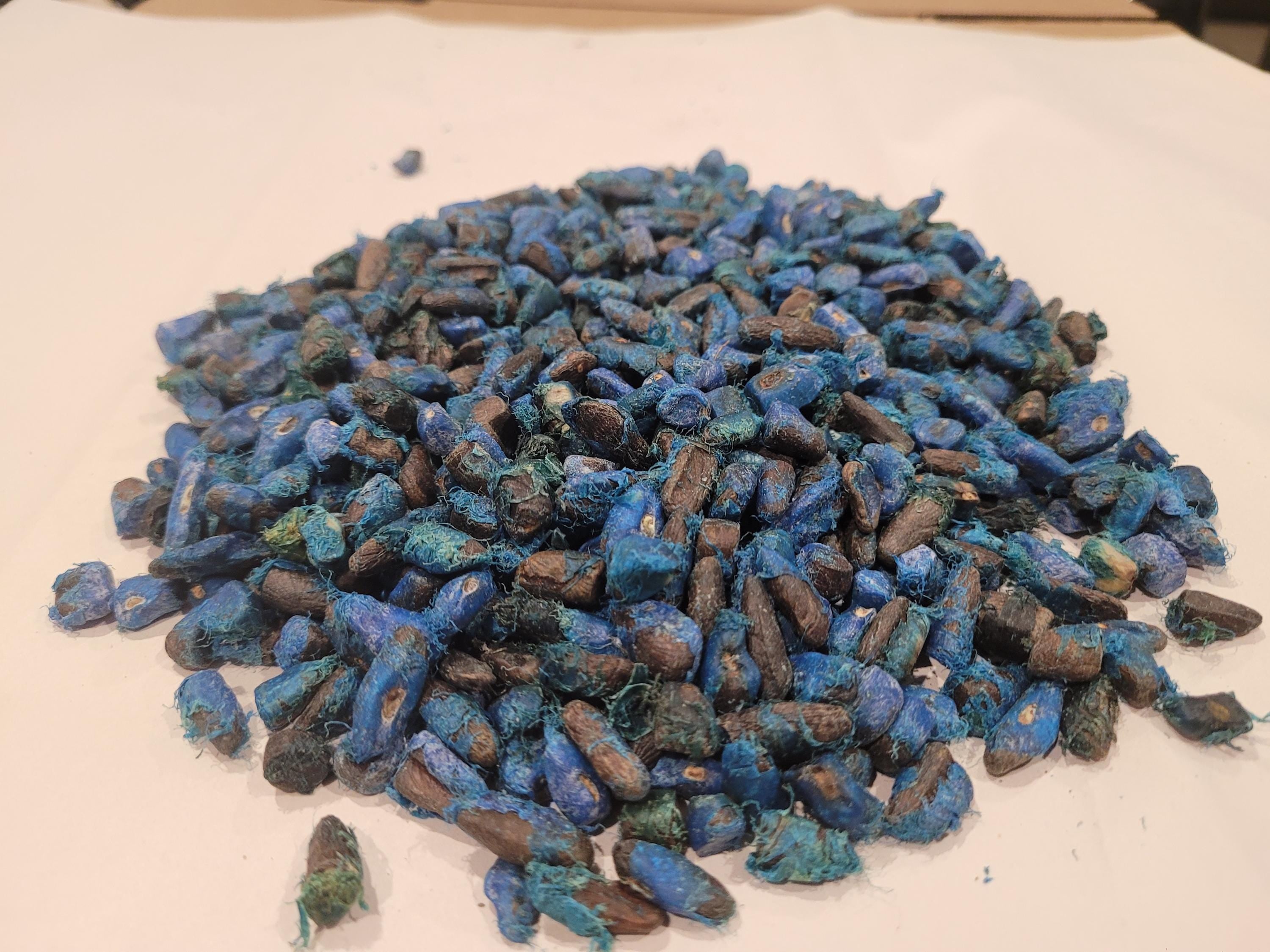 Travellers Palm Seed