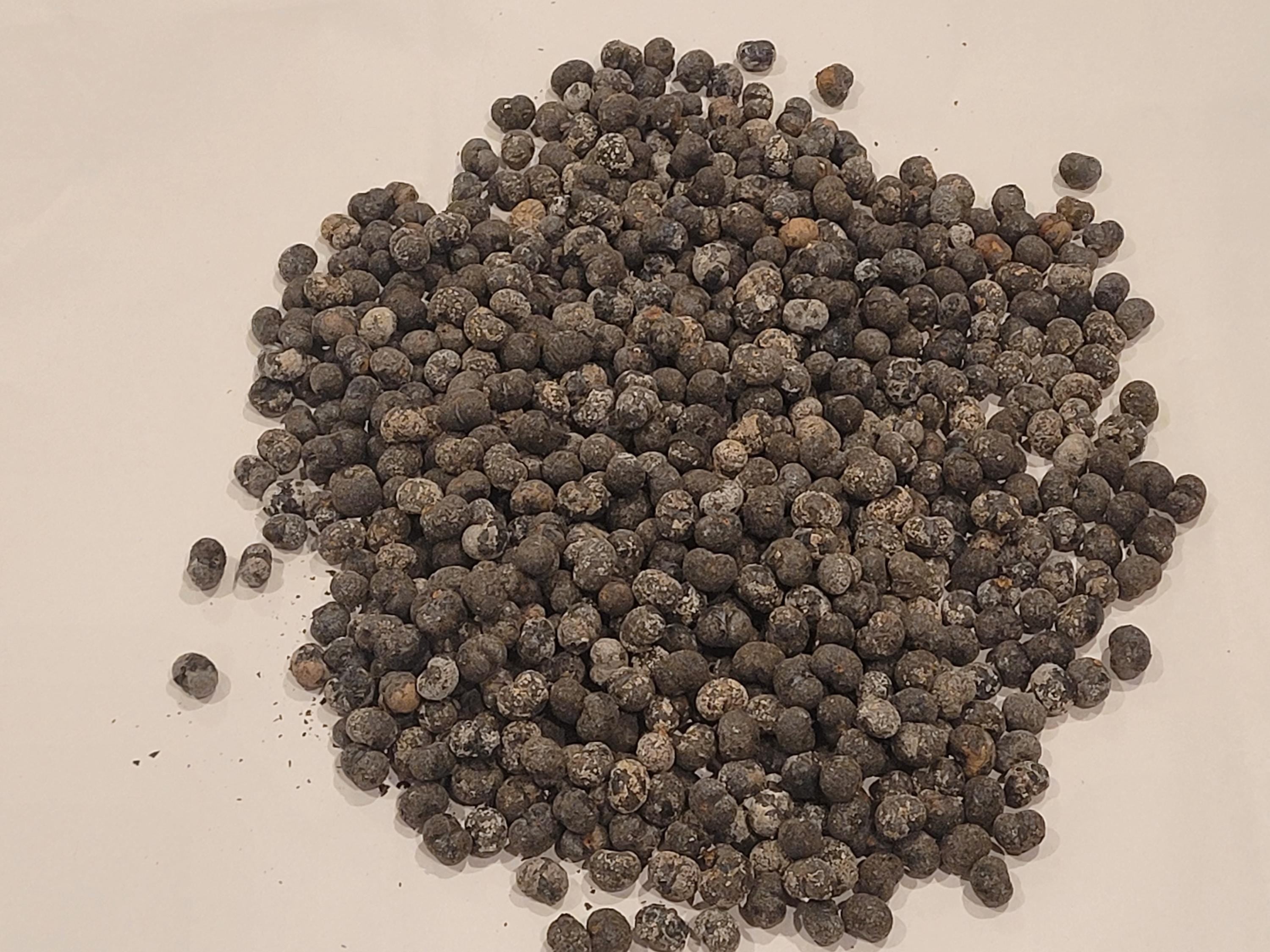 Wagner Palm Seed