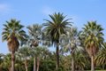 The Easy Palm Seed Bundle